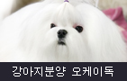 강아지분양 오케이독